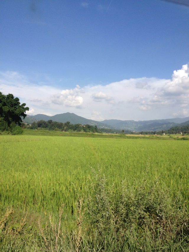 Rice fields in the Kathmandu Valley