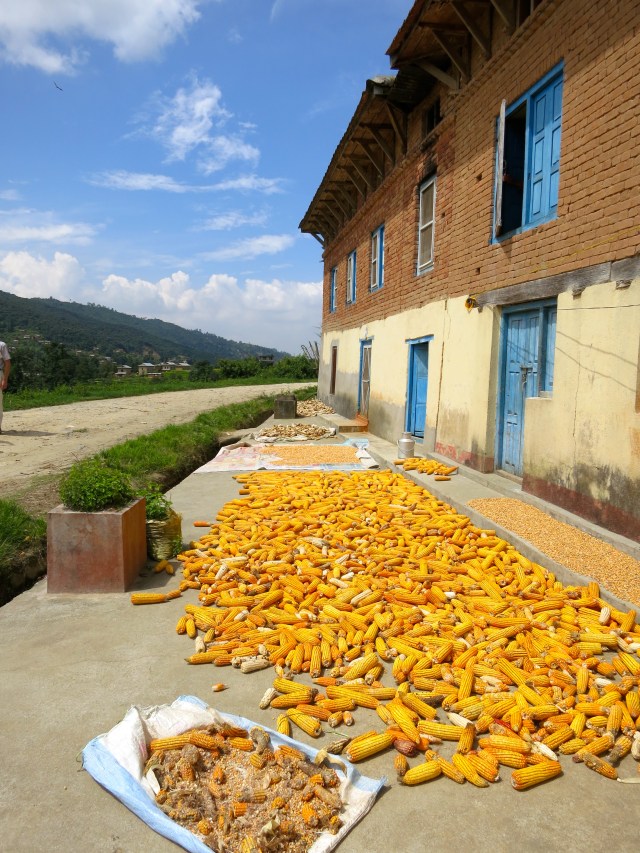 Corn drying in the sun.